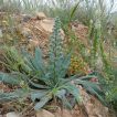 گل گاوزبان ایتالیایی در زمین