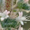 شاخه گل گاوزبان ایتالیایی