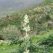 شکوفه سنبل بیابانی