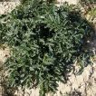 سنبل بیابانی در زمین
