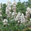 سنبل بیابانی در طبیعت