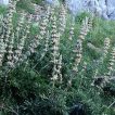 سنبل بیابانی در سنگ