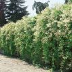 بوته پیچ برفی