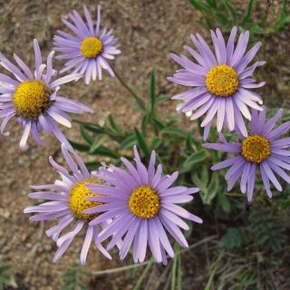 گل ستاره ای وش در خاک