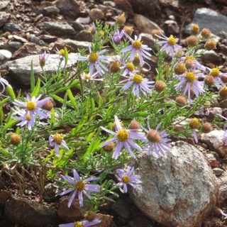 گل ستاره ای وش کنار سنگ