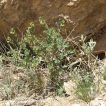 رشته گل اروانه بنفش