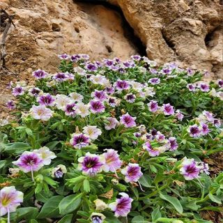 گل بنگدانه آویزان در طبیعت