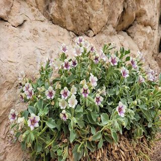 گل بنگدانه آویزان روی صخره