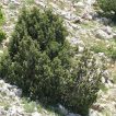 اروس در سنگ