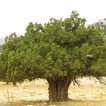 درخت اروس