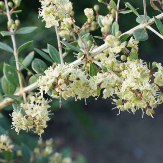 شاخه حنا، مهندی