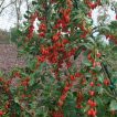 گوجه بری در زمین