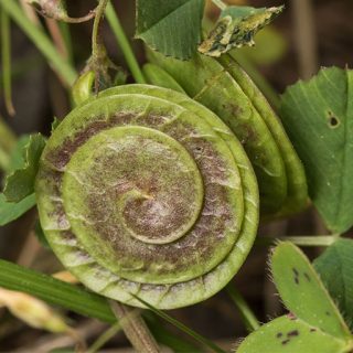 یونجه دایره‌ای