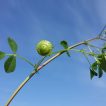غنچه یونجه دایره‌ای