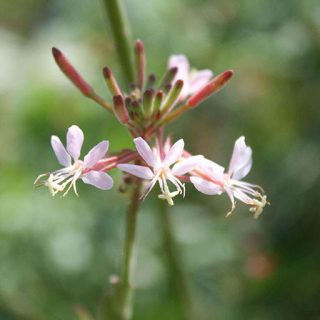 شکوفه گل مغربی دوساله