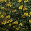 بوته گوش بره درختچه ای