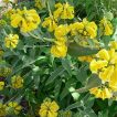 گوش بره درختچه ای از جلو