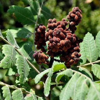 شاخه و برگ سماق کوهی