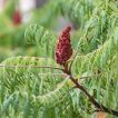 گیاه سماق زینتی در طبیعت