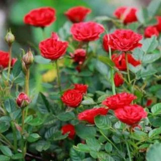 غنچه رز زینتی