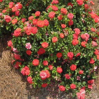 بوته رز زینتی