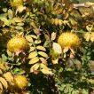 شکوفه رز روکسبورگی