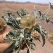گل کبوتر، طوسک در دست