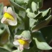 گیاه ناز پروانه
