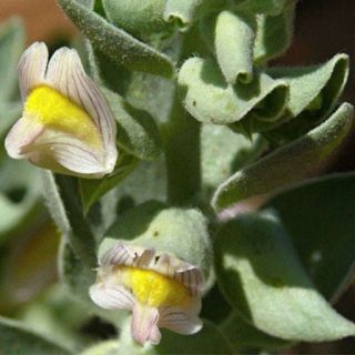 گیاه ناز پروانه