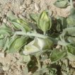 گیاه ناز پروانه در زمین