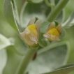 گیاه ناز پروانه در طبیعت