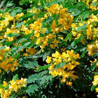 بوته سنا طلایی
