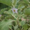 شکوفه بادمجان بری