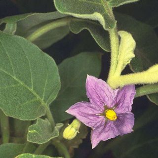 شاخه بادمجان بری