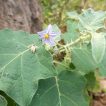 برگ بادمجان بری