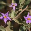 شکوفه بنفش بادمجان بری