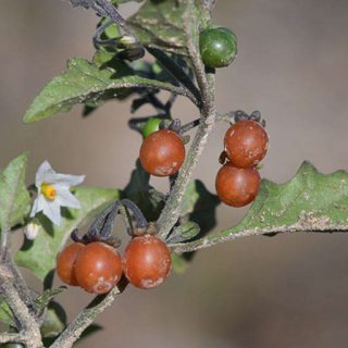 شاخه تاجریزی نارنجی