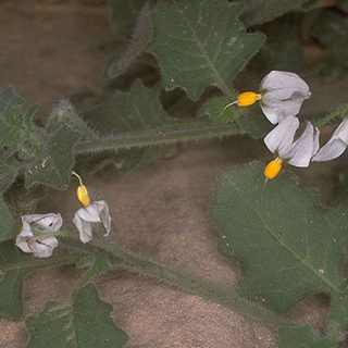 رشته تاجریزی نارنجی