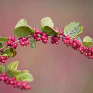 شکوفه گل مروارید قرمز