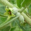 شکوفه پنیرباد، سومنیفرا