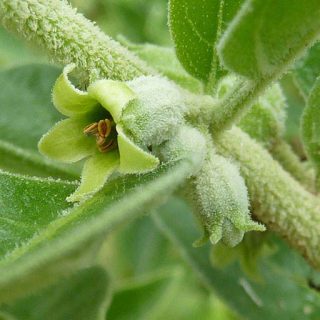 شکوفه پنیرباد، سومنیفرا