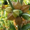غنچه پنیرباد، سومنیفرا