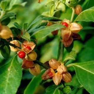 میوه پنیرباد، سومنیفرا