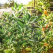 پنیرباد، سومنیفرا
