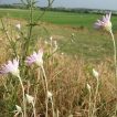 عروس صحرایی در خاک