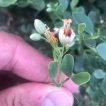 گیاه قیچ لوبیایی در دست