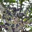 نخل آسای روی درخت