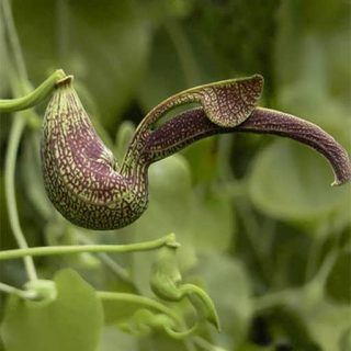 گل پیپ هلندی ریجنز