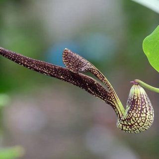 گل پیپ هلندی ریجنز