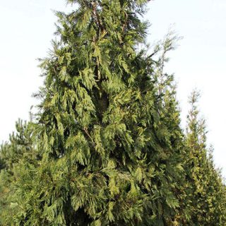 سرو عود